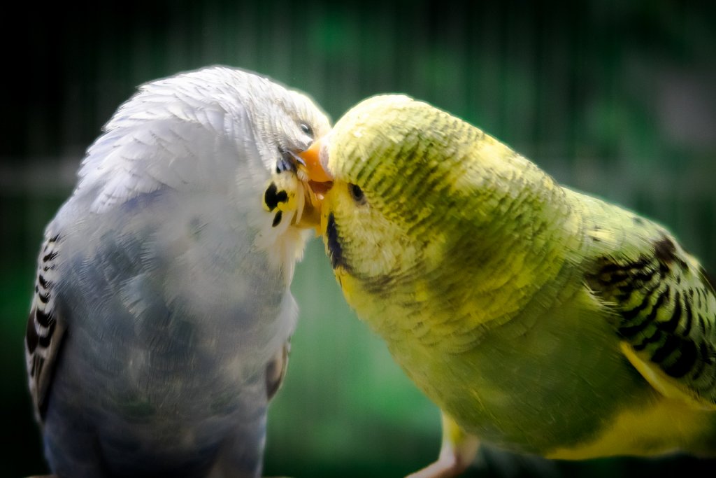 233/366 • Avian Kiss